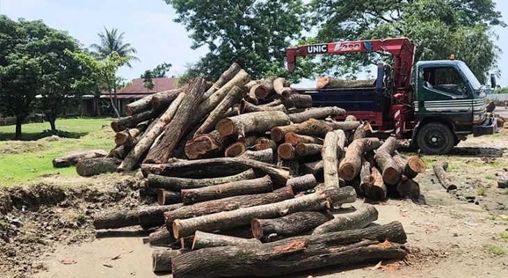 সড়ক প্রশস্তকরণের প্রকল্প নেই, তবু সাড়ে চার হাজার গাছ কাটার অভিযোগ
